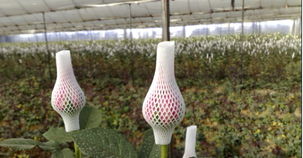 花卉世界網 云南光蘭商貿產品展示